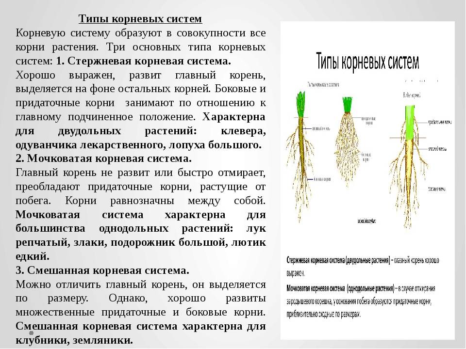 Строение мочковатой корневой. Мочковатая корневая система это в биологии 6 класс. Типы корневых систем стержневая и мочковатая. Стержневая и мочковатая корневая система таблица. Строение смешанной корневой системы.