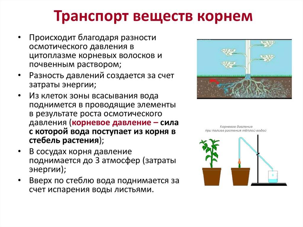 Проанализируйте диаграмму влияние уровня засоления на интенсивность транспирации листьев кукурузы