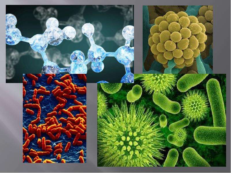 Бактерии и вирусы: как поражают клетки организма, в чем разница и когда нужны антибиотики